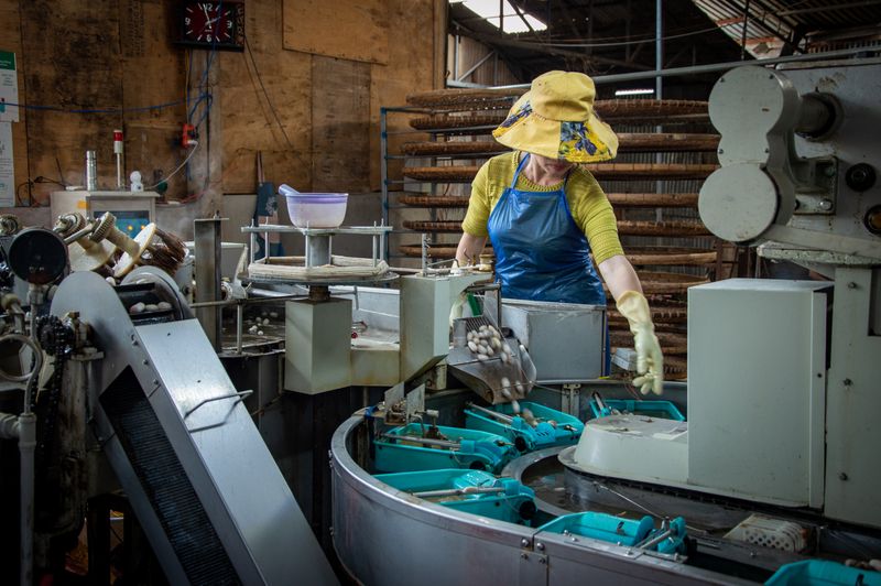 Trabalhadora com uniforme e touca em linha de produção de fábrica