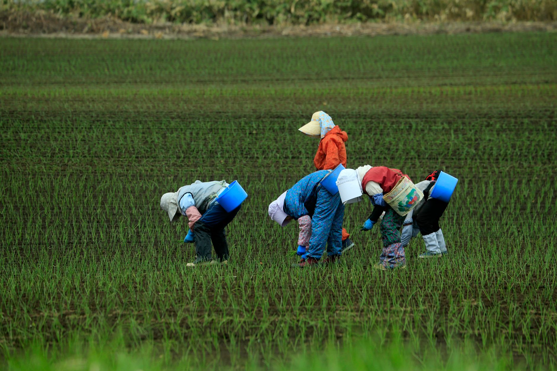 Trabalhador rural em plantação representando trabalhadores que atuam longe de casa
