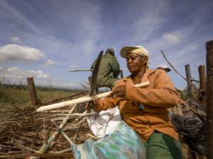 Trabalhadores rurais colhendo cana em dia de sol