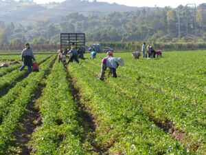 Trabalhadores rurais colhendo em lavoura
